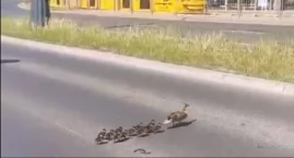 Tupot małych stóp w centrum miasta