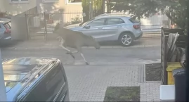 Łoś zwiedzał Bemowo