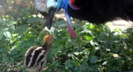 Warszawskie ZOO świętuje narodziny kolejnego stworzonka [ZDJĘCIA]