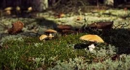 Grzyby pod Warszawą. Gdzie uzbieramy naprawdę dużo?