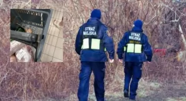 No się nie najadł. Strażnicy miejscy kontra drobny złodziejaszek