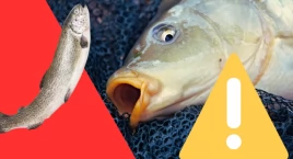 Karp jest PASSE. Jak w ogóle znalazł się na wigilijnych stołach?