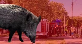 Chrum, chrum, a nagle BACH! Kolarze wjechali w dziki: zdarzenie w Celestynowie