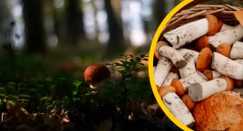 Na grzyby bez stresu. Poradnik, który uchroni przed pomyłką
