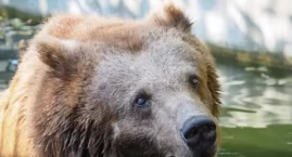 Warszawskie ZOO przekazało smutne wieści. Odeszła Sabina!