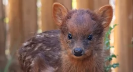 Warszawskie ZOO wstrzymało oddech. Wybrano imię dla &hellip;