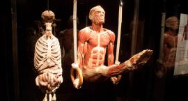 Body World - niesamowita wystawa o zmianach w ciele [ZDJĘCIA]