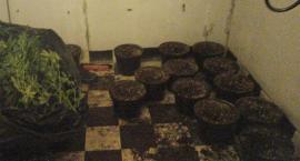Kolejna plantacja marihuany wykryta pod Warszawą [ZDJĘCIA, FILM]
