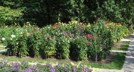 Otwarcie Ogrodu Botanicznego UW!