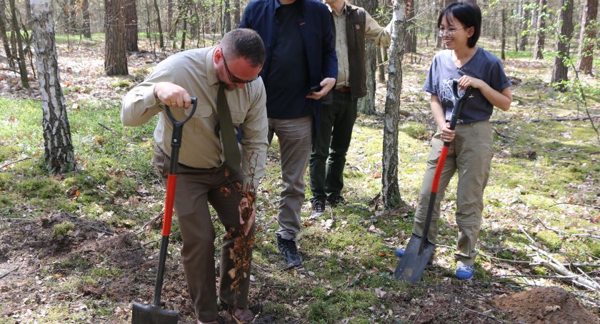 Celestynowscy leśnicy  posadzili blisko 200 tysięcy młodych drzew