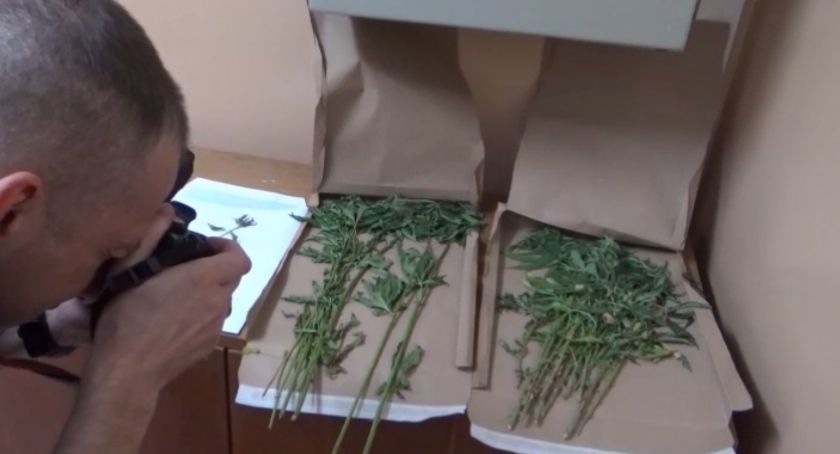Gmina Celestynów: Nielegalna uprawa w przydomowym ogródku