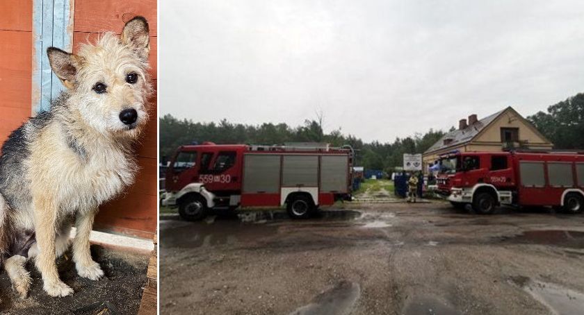 Dziury w dachu schroniska, karma utopiona - Celestyniaki potrzebują pomocy 