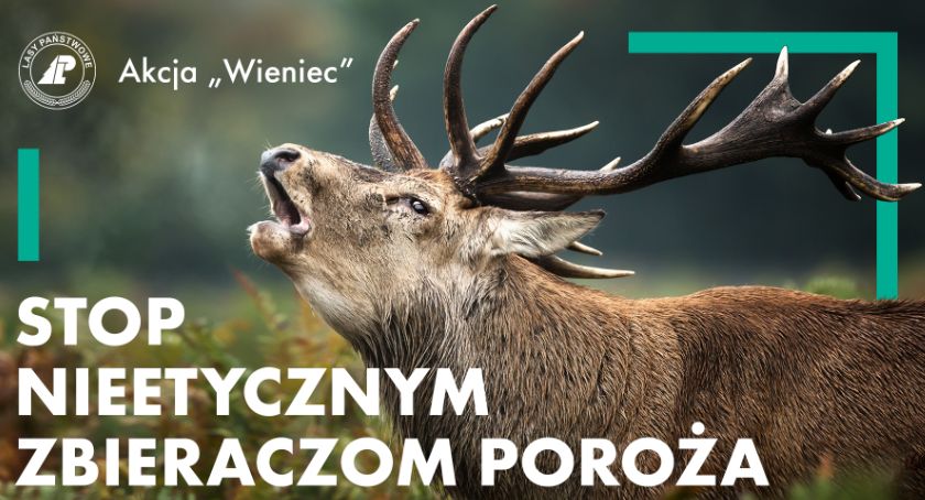 Akcja Wieniec w lasach celestynowskich