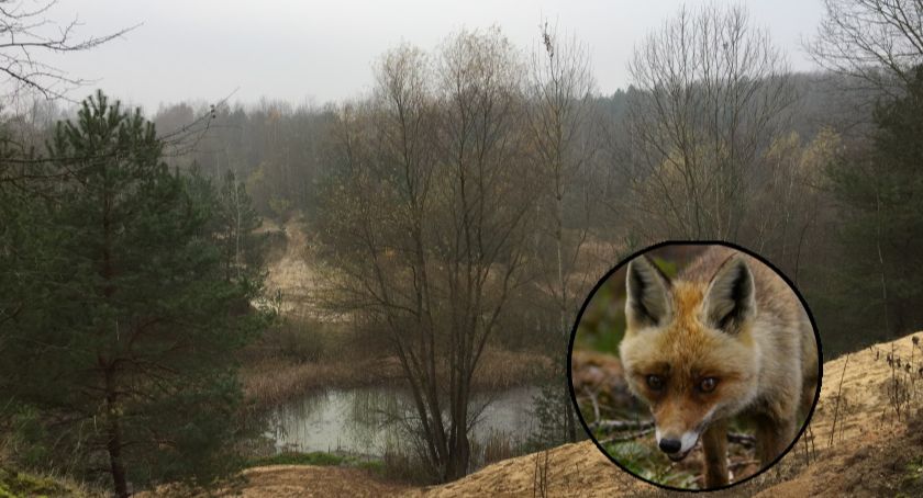 Szczepienia ochronne lisów wolno żyjących przeciwko wściekliźnie w województwie mazowieckim