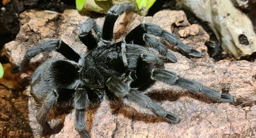 Karczew. Wystawa ponad 35 pająków i skorpionów