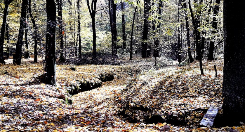 Dzień Dzikiej Fauny, Flory i Naturalnych Siedlisk. Sprawdź, jak troszczyć się o przyrodę każdego dnia