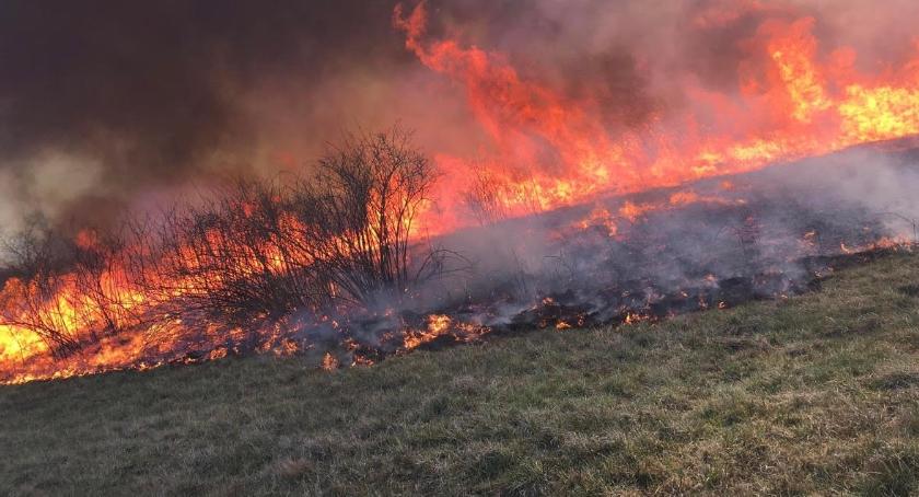 Nieustająca plaga pożarów łąk i lasów