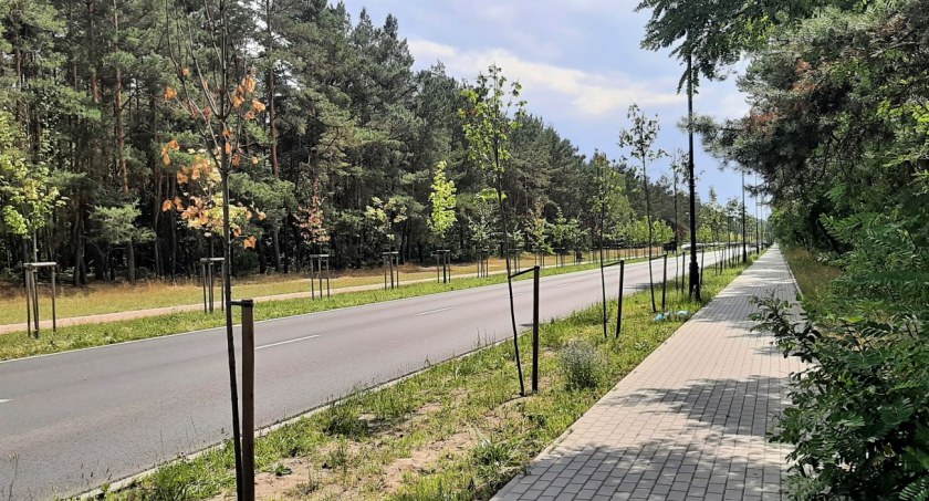 Kto podlewa nowo posadzone drzewa w Otwocku?