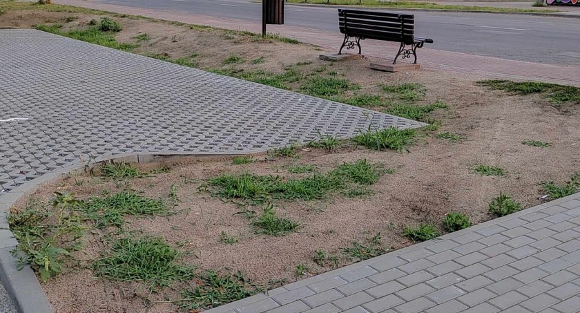 Jaka zieleń wokół parkingu przy wieży ciśnień?