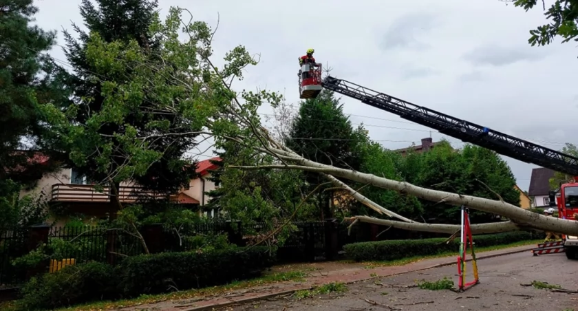 Wiatr poprzewracał w weekend drzewa. Strażacy w akcji 