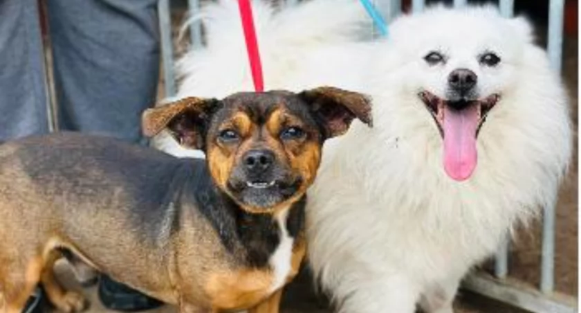 Cudny dwupak do adopcji / Znajdź przyjaciela w Schronisku w Celestynowie