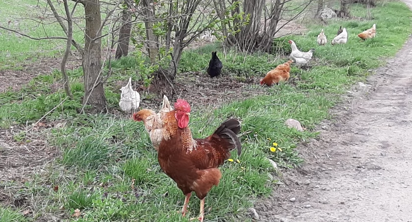 Karczew i Otwock - drób musi być w zamknięciu