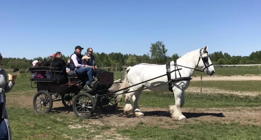 Kącki dzień rodziny z bryczką i kucykiem