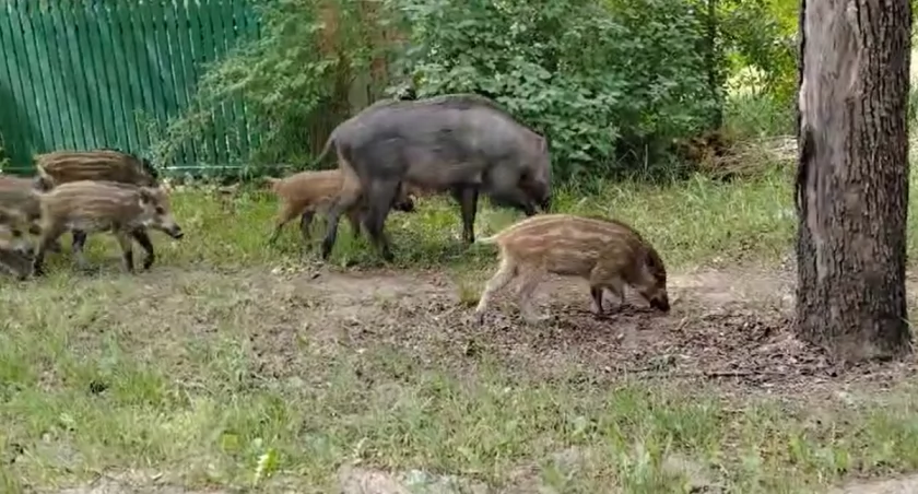 Stado dzików na jednej z głównych ulic Otwocka. Więcej odstrzeliwać? - sonda