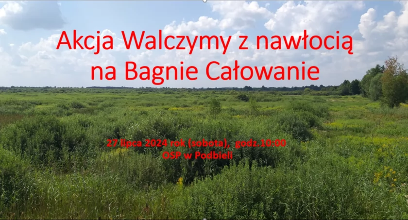 Walczymy z nawłocią na Bagnie Całowanie
