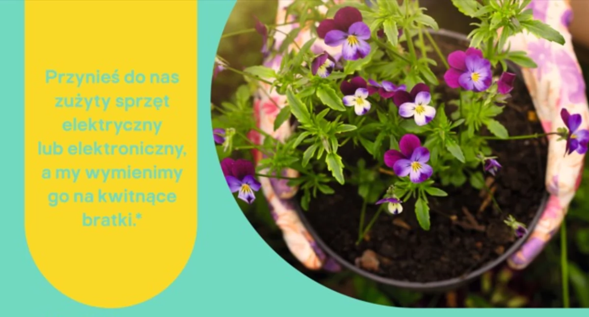 Kwiaty za elektrograty w Karczewie