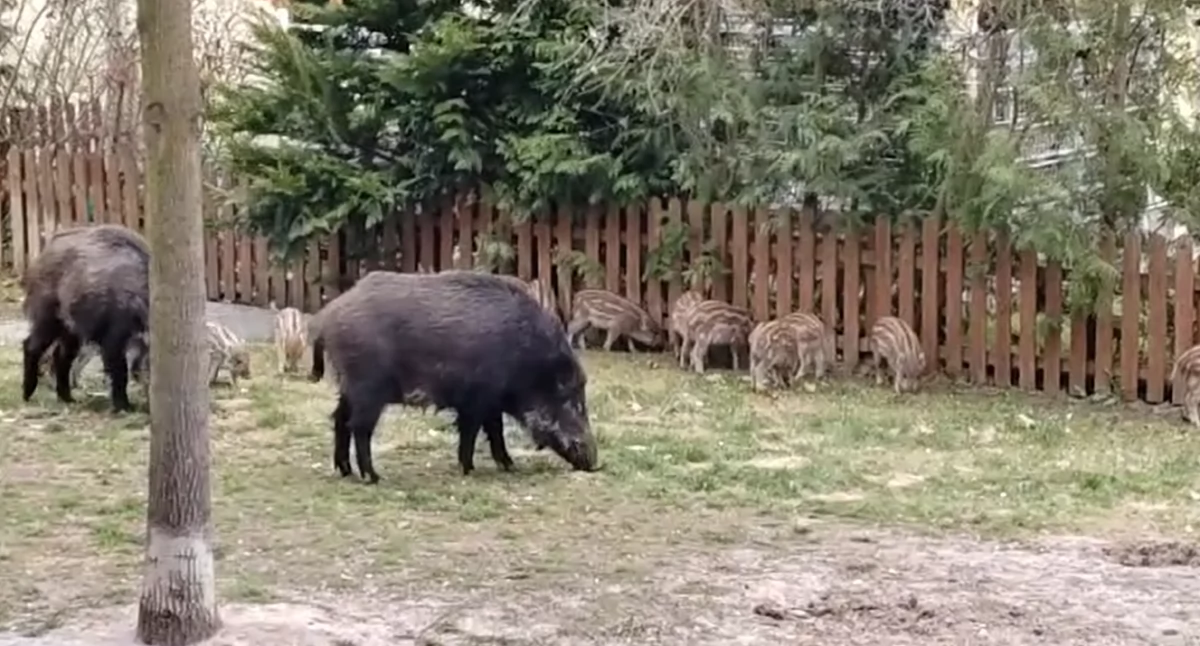 Ranna przez dziki w Otwocku. Mieszkanka osiedla trafiła do szpitala
