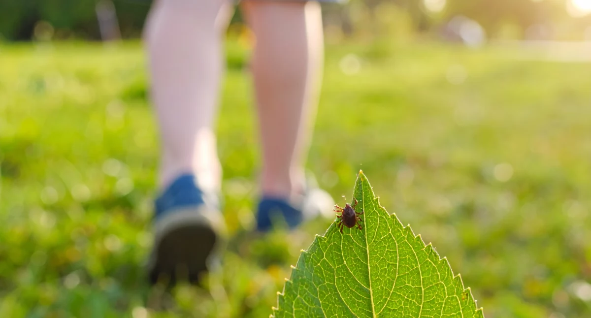 Coraz więcej przypadków boreliozy i kleszczowego zapalenia mózgu w powiecie otwockim i na Mazowszu