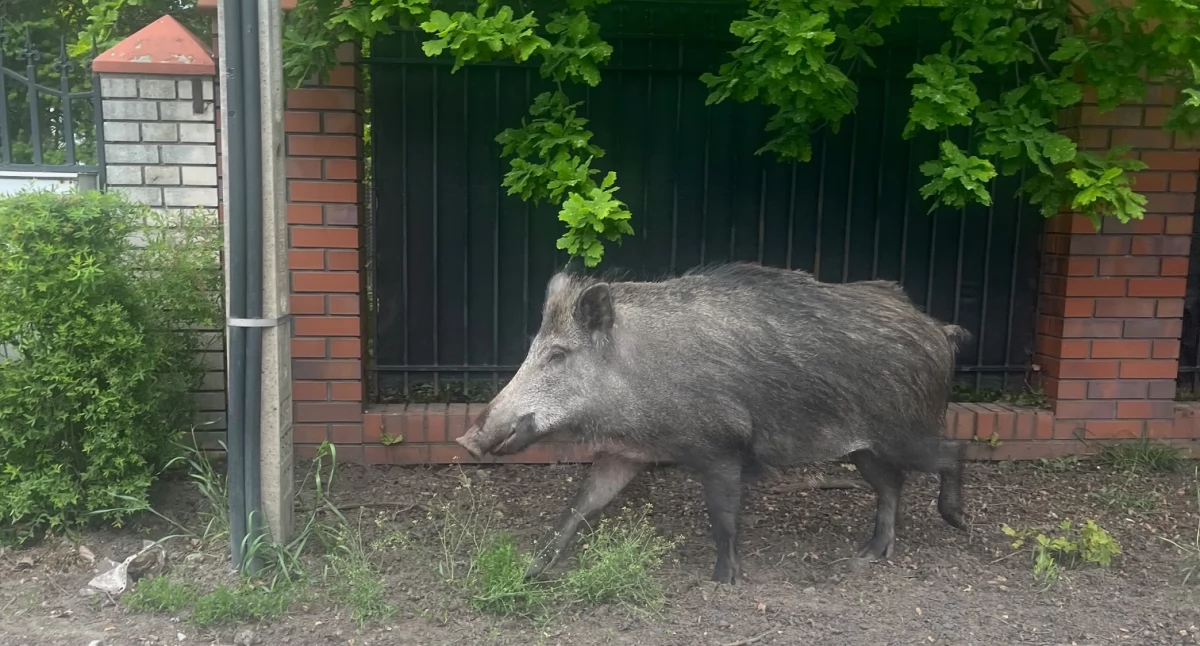 Dziki pod domami – starosta apeluje o zmiany w prawie. Petycję podpisało już ponad 1000 mieszkańców