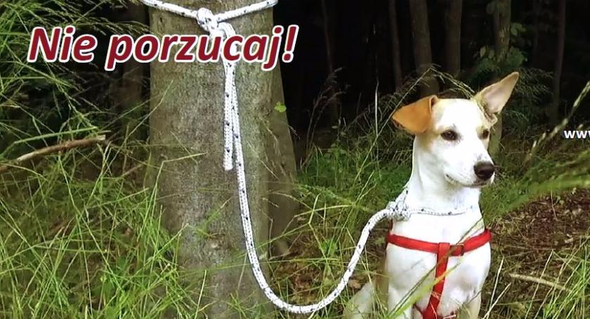 Nie porzucaj! - akcja przeciw bezduszności