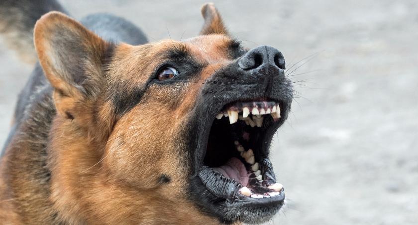 Zagrożenie wścieklizną w czterech gminach powiatu otwockiego