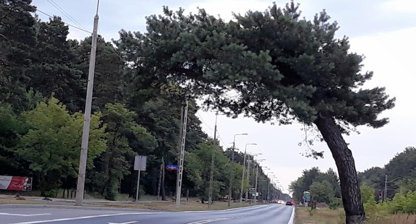 Falenicka sosna jednak pomnikiem przyrody?