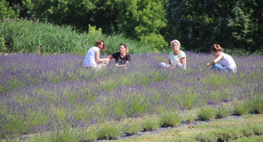 Lavendowa Dolina w Gadce