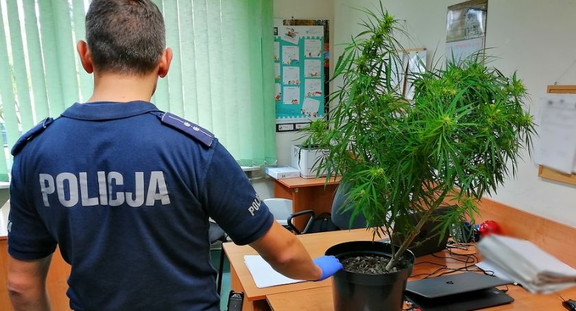 Metrowy krzak konopi i 80 g amfetaminy u 20-latka z Otwocka 