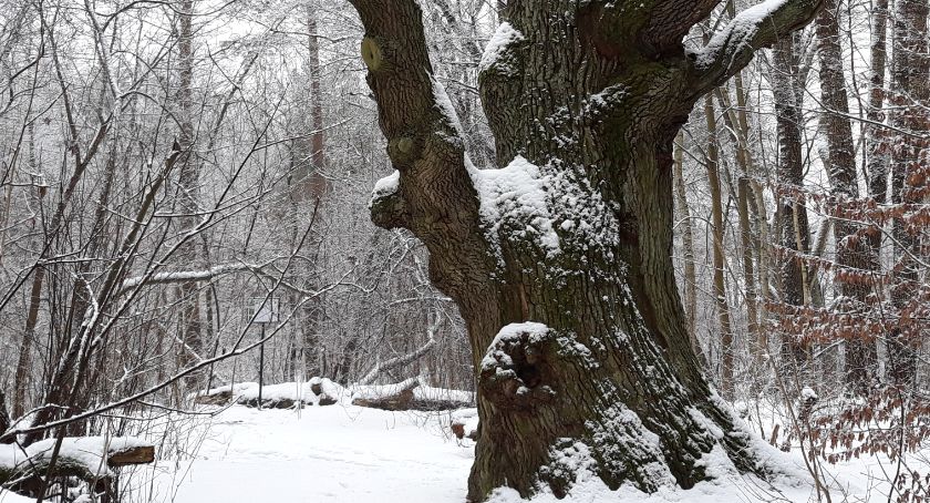 Zdjęcie mazowieckiego Bartka - plener fotograficzny 