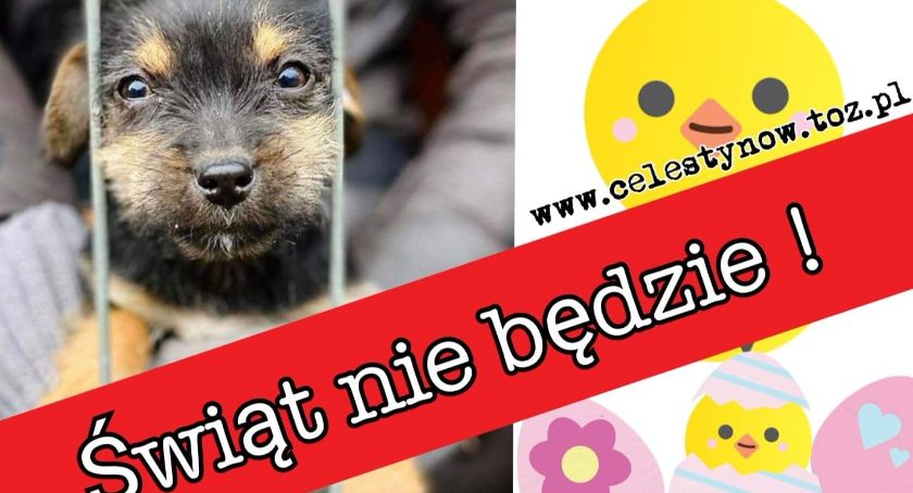 Świąt nie będzie! Celestyniaki potrzebują Waszego wsparcia
