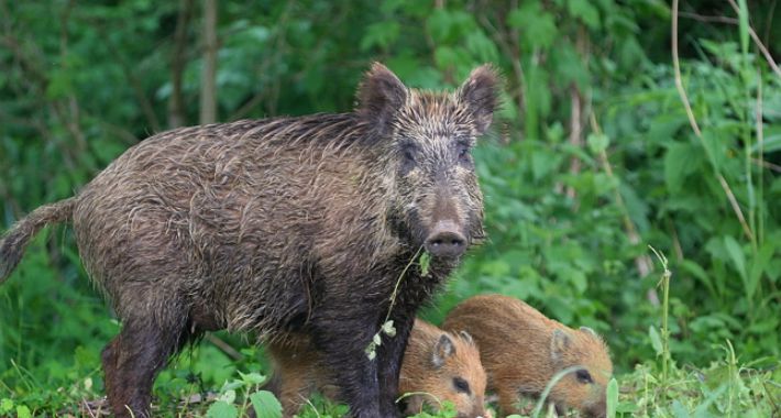 Kłusownik zabił karmiącą lochę - policja apeluje o pomoc w ustaleniu sprawcy