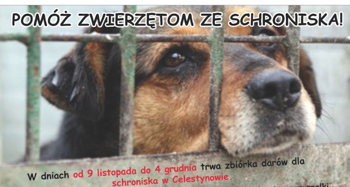 Zbiórka darów dla psów i kotów ze schroniska