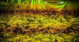 Plantacja marihuany wietnamskiej szajki w Duchnowie zlikwidowana