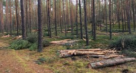 Gdzie i ile lasu leśnicy wytną w 2022 roku w Otwocku i innych gminach powiatu?