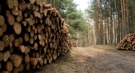 Trzebieże i rębnie w lasach Nadleśnictwa Celestynów w 2023 roku