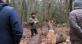 Stary las w Dąbrówce do wycięcia - przez hubę i jemiołę 