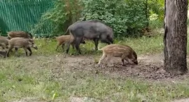 Stado dzików na jednej z głównych ulic Otwocka. Więcej odstrzeliwać? - sonda