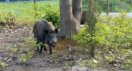 Dziki kontra miasto – będą nowe przepisy
