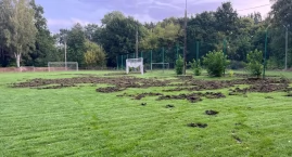 Dziki zniszczyły boisko Advitu Wiązowna. Straty mogą…