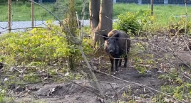Zwierzęta w mieście. Jak humanitarnie radzić sobie z…